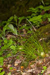 Appalachian sedge